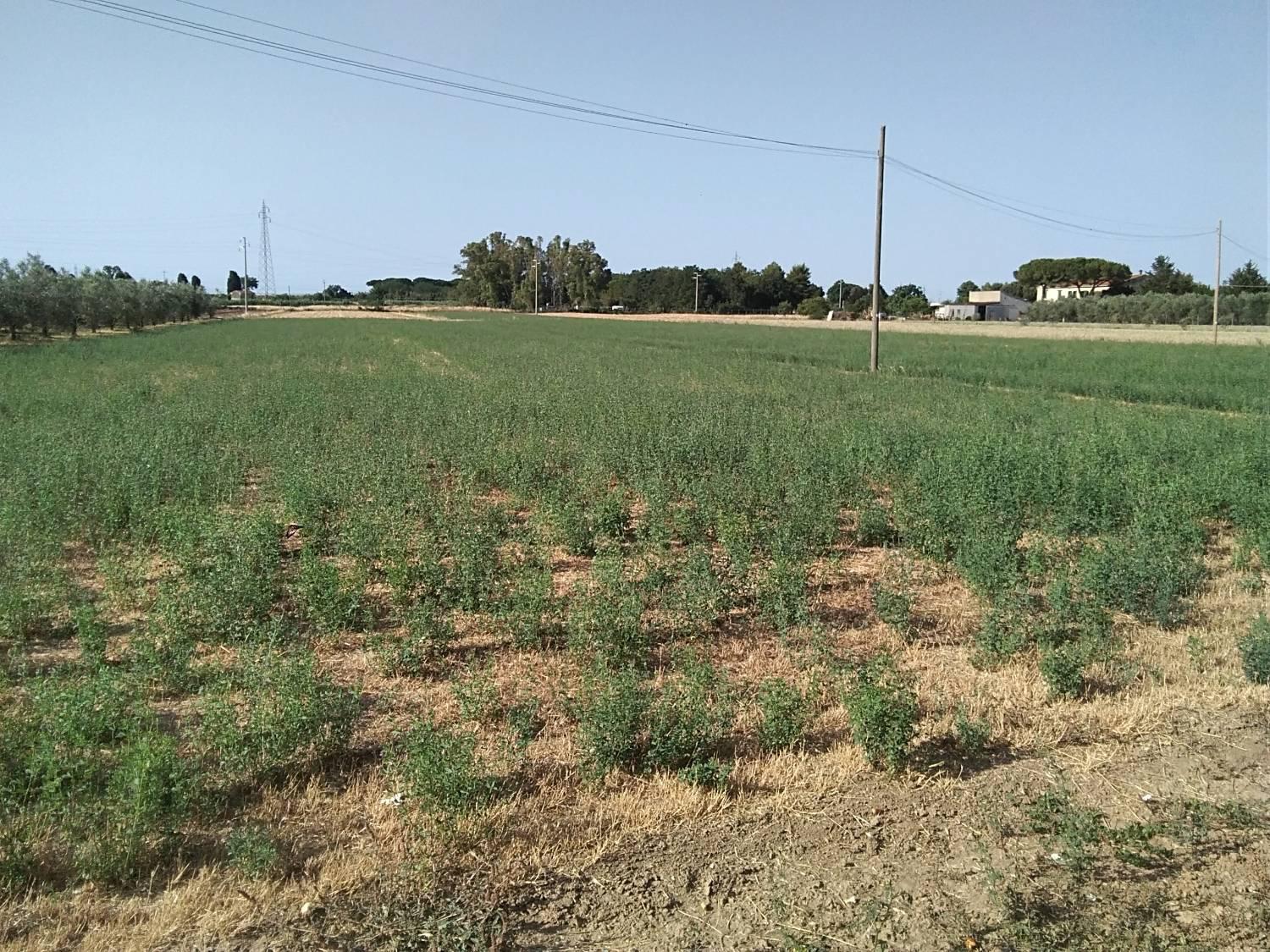 Terreno agricolo in vendita a Venturina, Campiglia Marittima (LI)