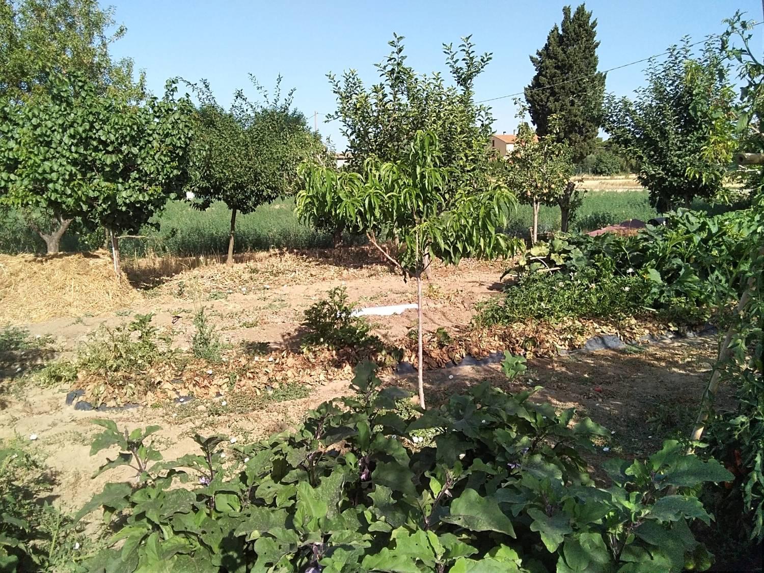 Terreno agricolo in vendita a Venturina, Campiglia Marittima (LI)