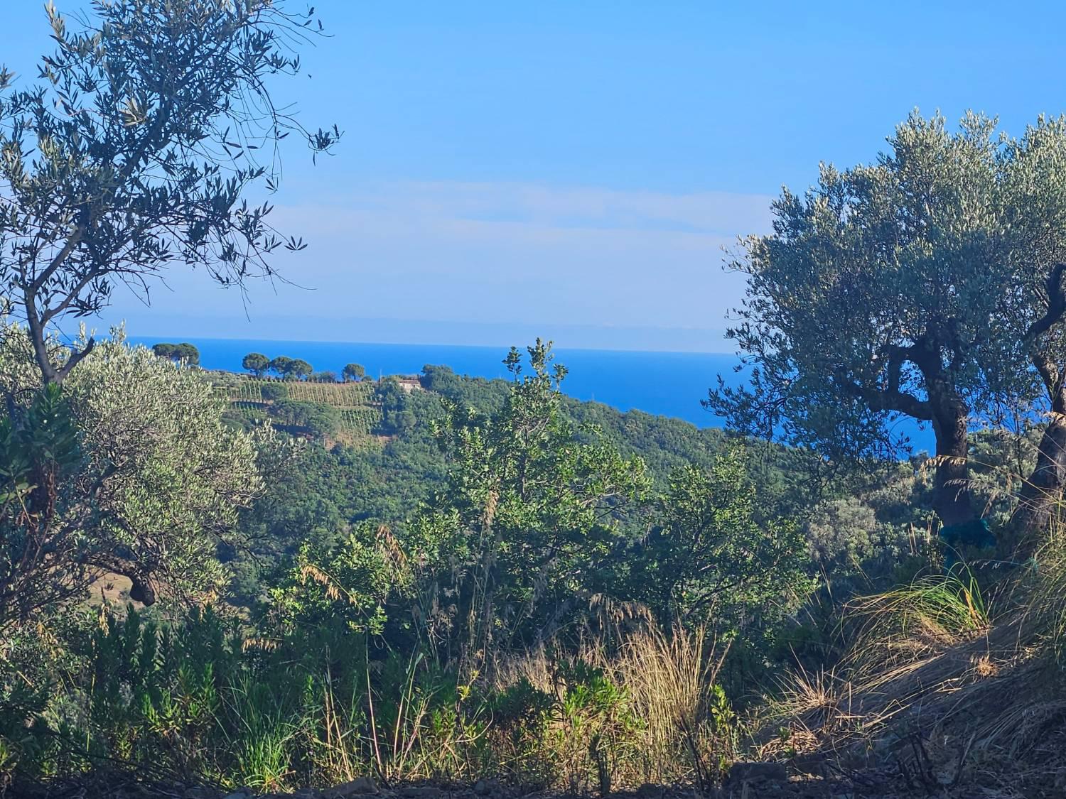 Casa indipendente in vendita a Pollica (SA)