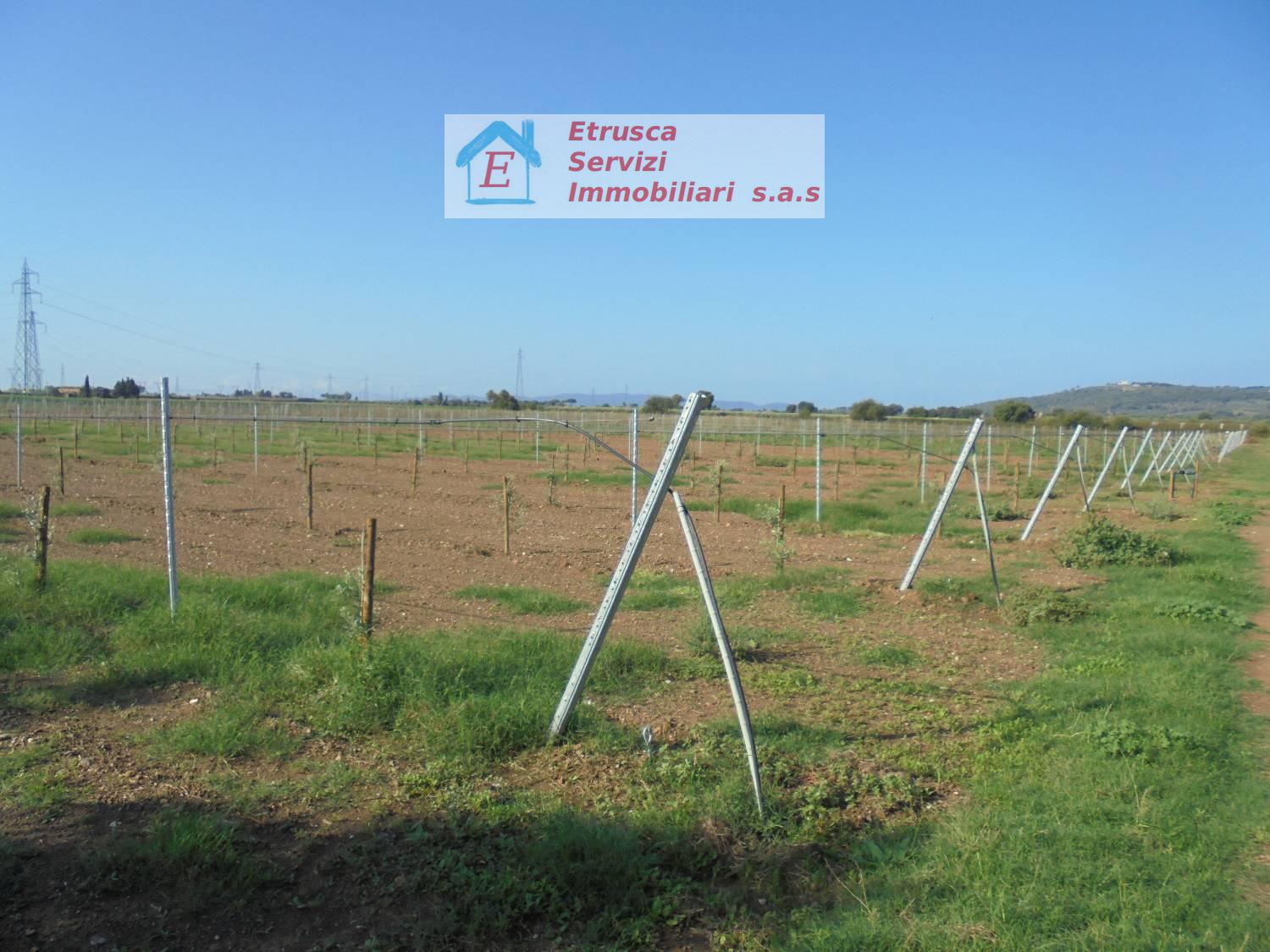 Terreno agricolo in vendita a Suvereto (LI)