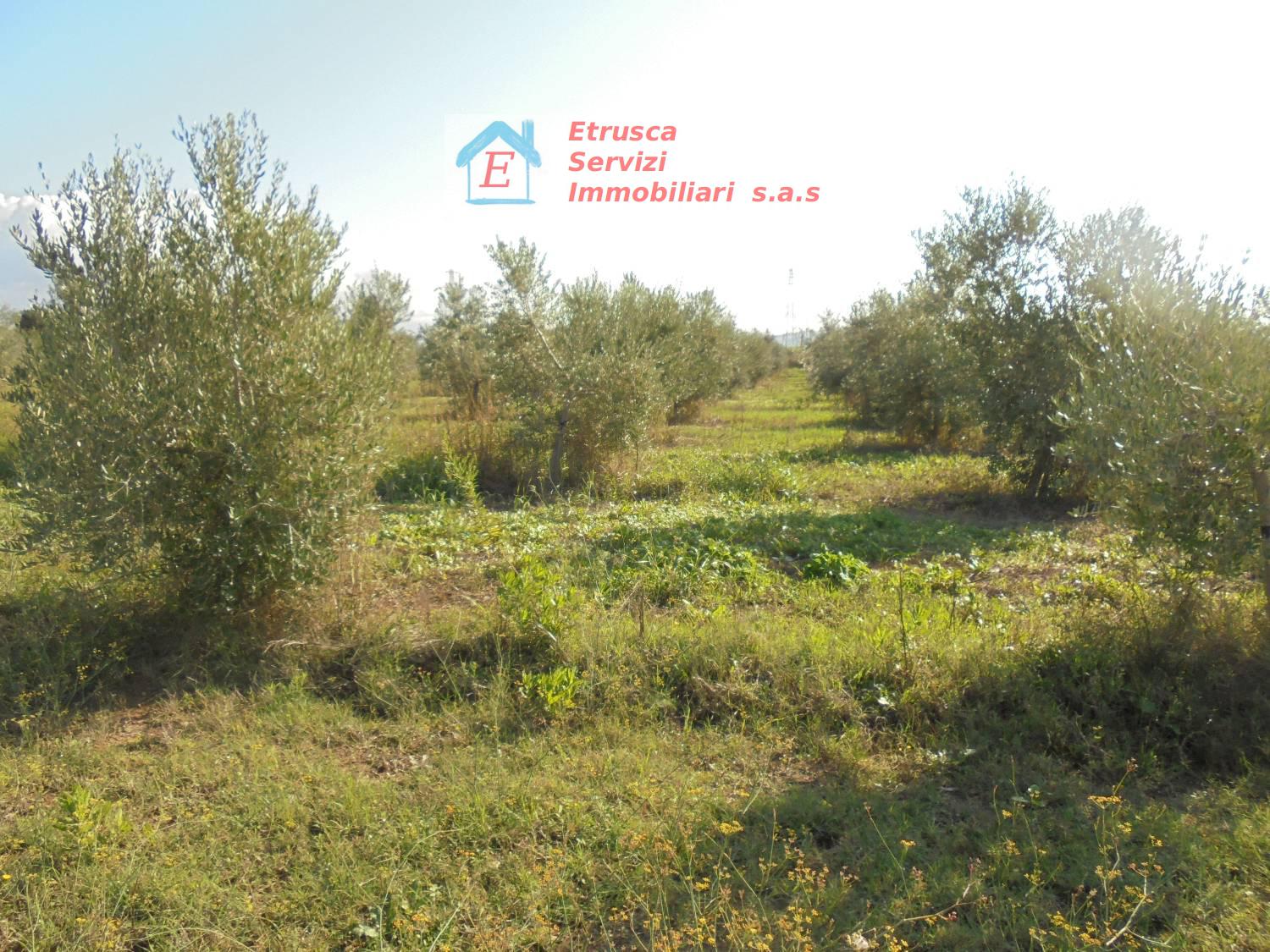 Terreno agricolo in vendita a Suvereto (LI)