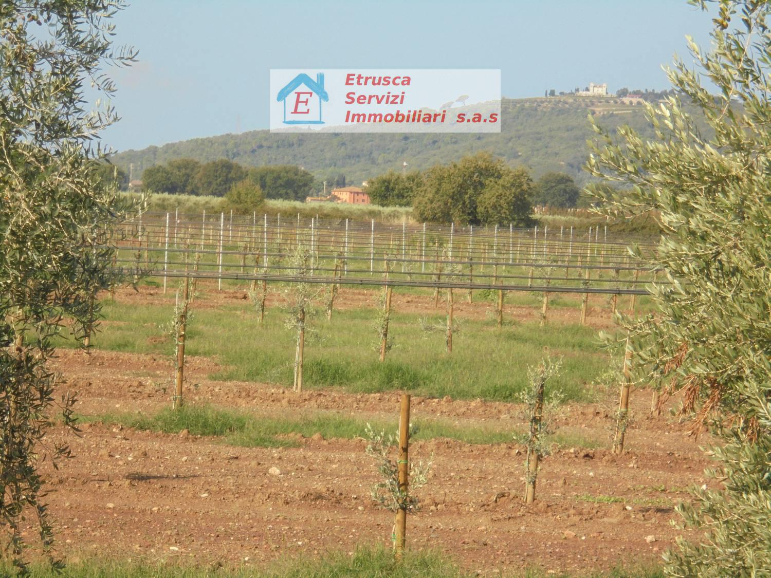 Terreno agricolo in vendita a Suvereto (LI)