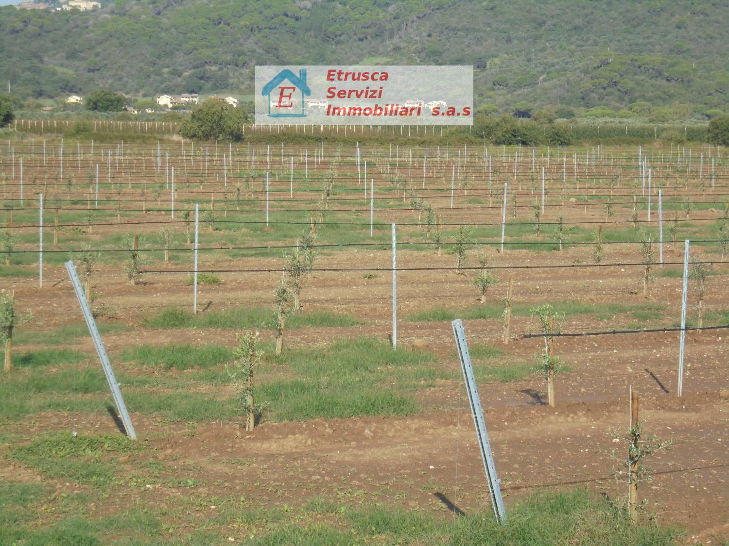 Terreno agricolo in vendita a Suvereto (LI)