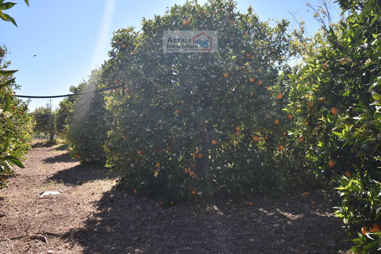 Terreno agricolo in vendita a Avola (SR)