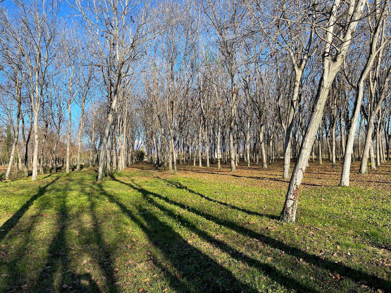 Terreno agricolo in vendita a Rosà (VI)